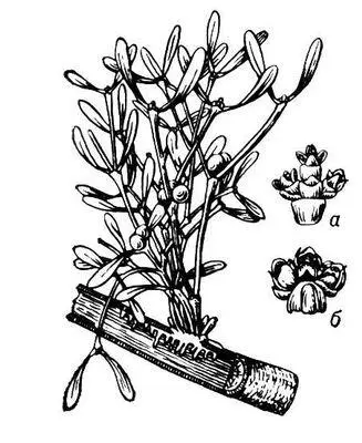 Омела белая общий вид на срезе ветки видны корешки омелы с присосками - фото 6