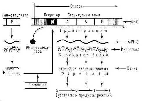 Схема регуляции биосинтеза белковферментов в соответствии с концепцией - фото 65