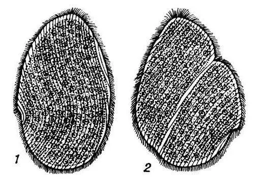 Opalina ranarum из задней кишки лягушки 1 неделящаяся особь 2 делящаяся - фото 1