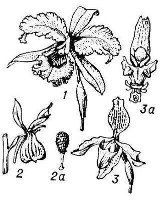 Строение цветка у орхидных 1 цветок каттлеи 2 цветок ятрышника 2а его - фото 197