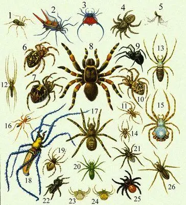 К ст Пауки 1 Домовый паук Tegenaria domestica 2 Micrathena schreibersi 3 - фото 454