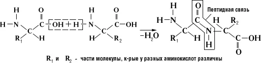 Группа СОNH в белках находится в состоянии кетоенольной таутомерии - фото 112