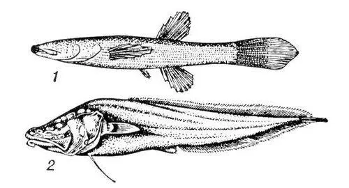 Пещерные рыбы 1 северная слепоглазка сем Amblyopsidae 2 люцифуга сем - фото 575