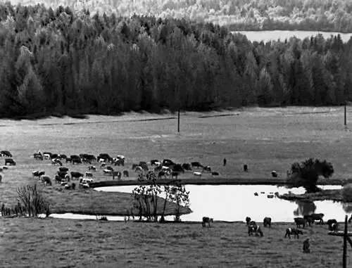 Пермская область Стадо совхоза им В И Ленина Пермская область Река - фото 348