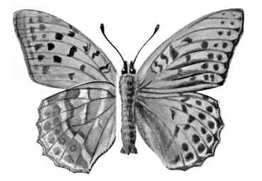 Бабочки Перламутровка большая лесная Argynnis paphia Европа Сев и Вост - фото 332