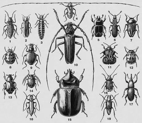 1 Чернотелка двузубчатая Sepidium bidentatum Зап Средиземноморье 2 - фото 475