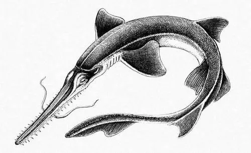 Рис к ст Пилоносы Пилорические железы Пилорические железыот греч - фото 62