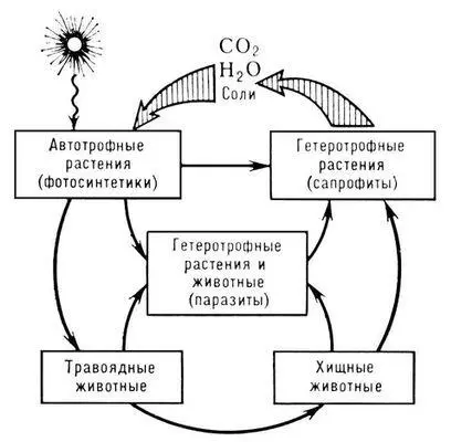 Рис 1 Биогеохимический круговорот веществ в природе Питарети - фото 209