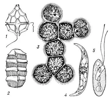 Различные формы пирофитовых водорослей 1 Peridinium bipes 2 Polykrikos - фото 163