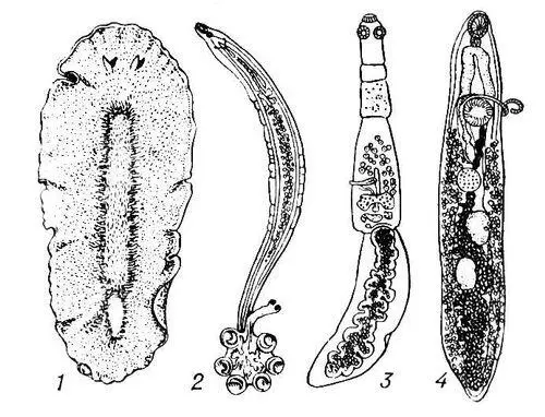 Плоские черви 1 морской ресничный червь Stylochus pilidium 2 - фото 186