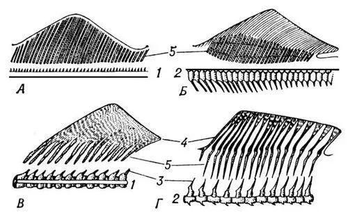 Рис 2 Скелет непарных плавников круглоротых А акул Б осетровых В и - фото 8