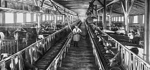 Псковская область Телятник колхоза им В В Куйбышева Великолукского района - фото 25