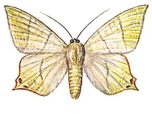 Бабочки Пяденица бузинная Ourapteryx sambucaria Европа Алтай Вост Азия - фото 1