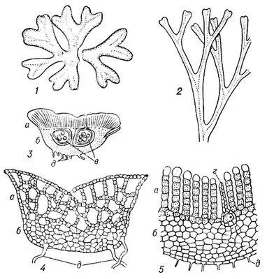 Риччия 1 2 талломы разных видов 3 4 поперечные разрезы этих талломов 5 - фото 315