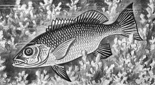 Красный луциан Lutianus argentimacuatus Риформинг Риформингангл - фото 307