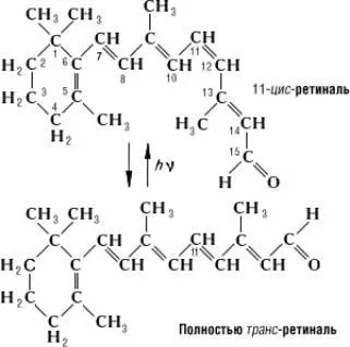 рыб и земноводных на ранних стадиях развития и беспозвоночных животных По - фото 50