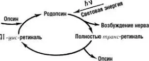 В клеточных оболочках некоторых галофильных бактерий обнаружен пигмент в - фото 51
