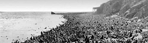 Остров Тюлений на Охотском море Сцена из балета Лебединое озеро П И - фото 256