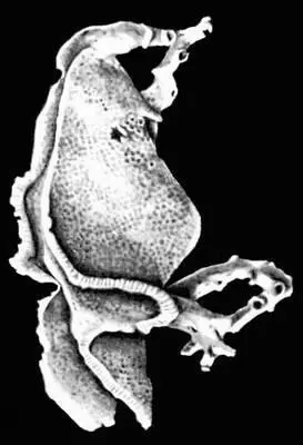 Роговая губка Hircinia variabilis Роговые зубы Роговые зубы 1 - фото 29