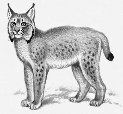 Рысь Рысь созвездие Рысьлат Lynx созвездие Северного полушария неба - фото 31