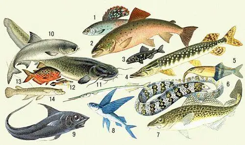 1 Сибирский хариус 2 Сёмга 3 Светящийся анчоус Lampanyctus 4 - фото 13