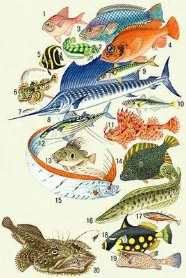 1 Берикс Beryx decadactylus 2 Морская собачкапавлин 3 Попугайрыба 4 - фото 15
