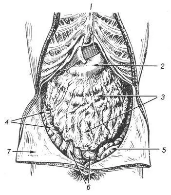 Органы брюшной полости вид спереди передняя стенка живота вскрыта 1 - фото 133