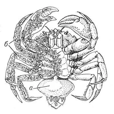 Саккулина взрослый рачок паразитирующий на крабе Carcinus maenas левая - фото 83