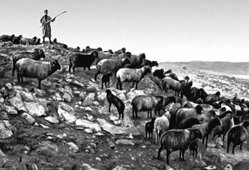 Самаркандская область Отара овец совхоза Газган Самаркандская область - фото 153
