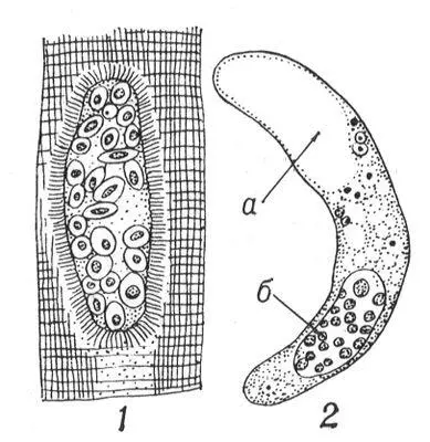 Саркоспоридия Sarcocystis tenella 1 циста в мускулатуре овцы 2 мерозоит - фото 278