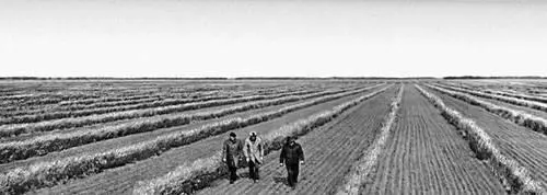 Сибирь На полях опытнопроизводственного хозяйства в Омской области Сибирь - фото 14