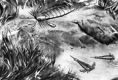 Характерные представители фауны силура на дне моря членистоногие Eurypterus - фото 91