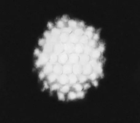 Рис 3г Биообъекты с совершенной точечной симметрией Радиолярии частица - фото 174