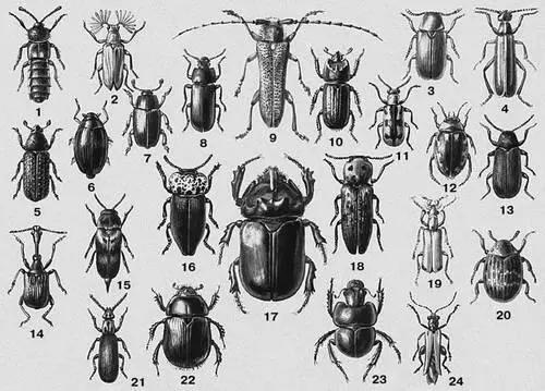 1 Алеохара двупятнистая Aleochara bipustulata Европа внетропическая Азия - фото 102