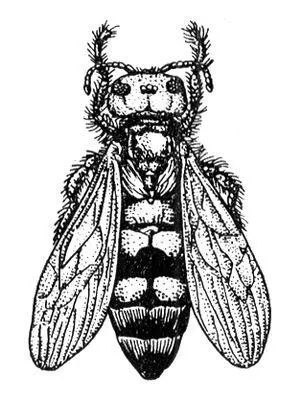 Сколиягигант Scolia maculata Сколиоз Сколиозгреч skoliosis - фото 55