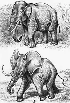 Рис 1 Слоны 1 азиатский 2 африканский саванновый Рис 2 Скелет - фото 205