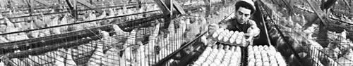 Птицеферма Церковь СанФрансиско де Асис в РанчесофТаос шт НьюМексико - фото 78