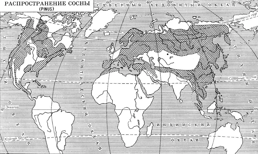 Распространение сосны Сосна обыкновенная а ветвь с тычиночными колосками - фото 327