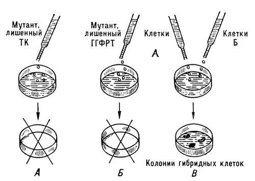 Метод изоляции соматических гибридов с помощью селективной среды на которой - фото 252