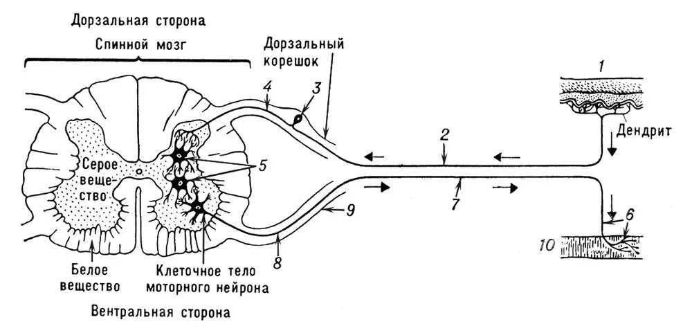 Рис 4 Схема рефлекторной дуги нервный импульс от рецептора 1 передаётся по - фото 96