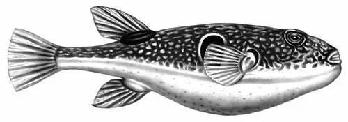 Фугу или собакарыба Fugu rubripes Срочные сделки Срочные сделкивид - фото 40