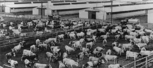 Молочный комплекс совхоза 50 лет Октября Липецкая область Осушение земель - фото 640