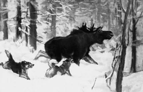 А С Степанов Лось и лайки Гуашь 1912 Ростовский областной музей - фото 321