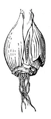 Рис 1 Луковица лукасевка пораженная нематодой Ditylenchus dipsaci Рис 2 - фото 236