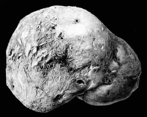 Рис 2 Клубень картофеля сильно заражённый стеблевой нематодой картофеля - фото 237