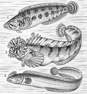 Стихеевые 1 карликовый стихей Stichaeopsis nana 2 мохоголовая собачка - фото 397
