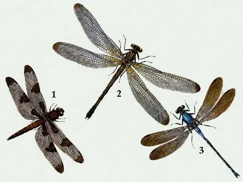 Стрекозы 1 Стрекоза десятипятнистая Libellula pulchella 2 Фатима - фото 451