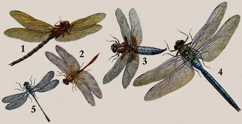 Стрекозы 1 Коромысло большое Aeschna grandis 2 Стрекоза обыкновенная - фото 452