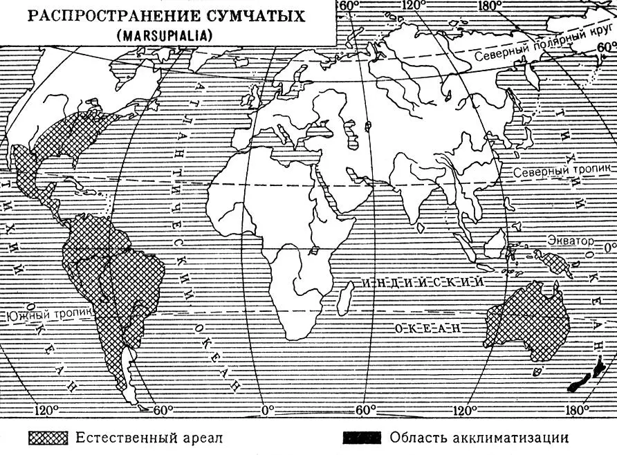 Распространение сумчатых Сумчатые барсуки Сумчатые барсукибандикуты - фото 170