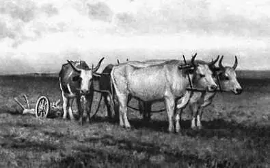 С И Светославский Волы на пахоте 1891 Музей украинского изобразительного - фото 151